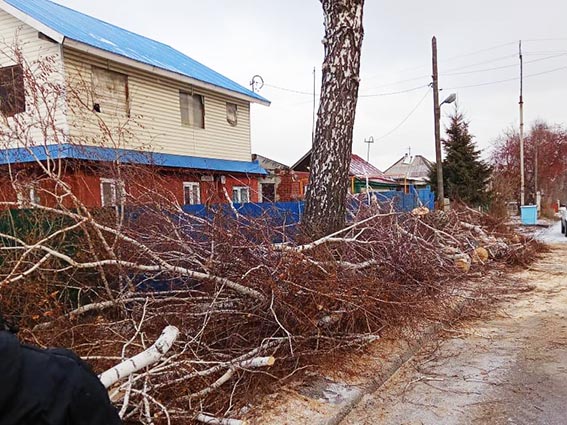 Выполнен очередной наказ – убрано аварийное дерево на улице Нахимова